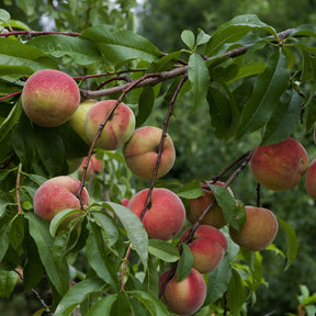 Perzikbomen - Perzik 'Amsden' - Prunus persica Amsden