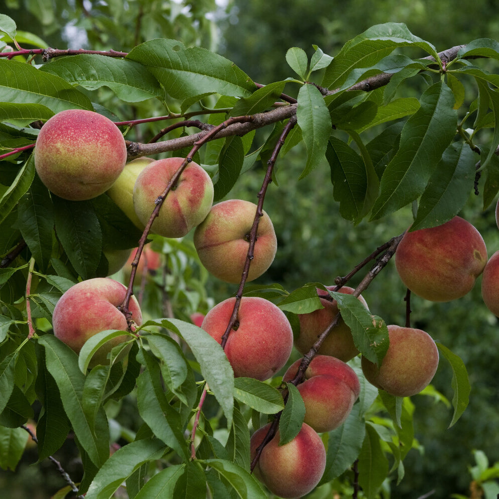 Perzikbomen - Perzik 'Amsden' - Prunus persica Amsden