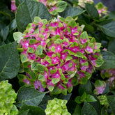 Hydrangea macrophylla Saxon ® - Boerenhortensia 'Saxon'® - Hortensia macrophylla