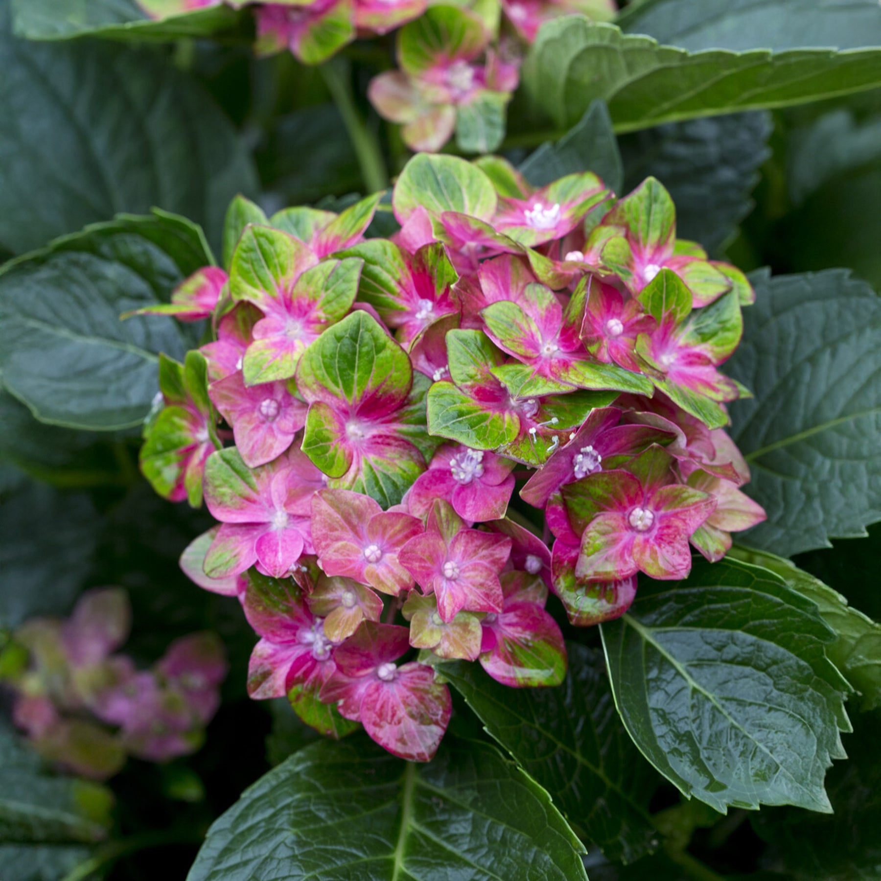 Boerenhortensia 'Saxon'® - Willemse
