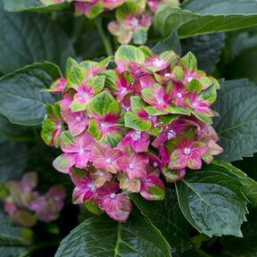 Boerenhortensia 'Saxon'® - Willemse