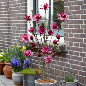 Magnolia 'Genie' - Magnolia Genie - Willemse