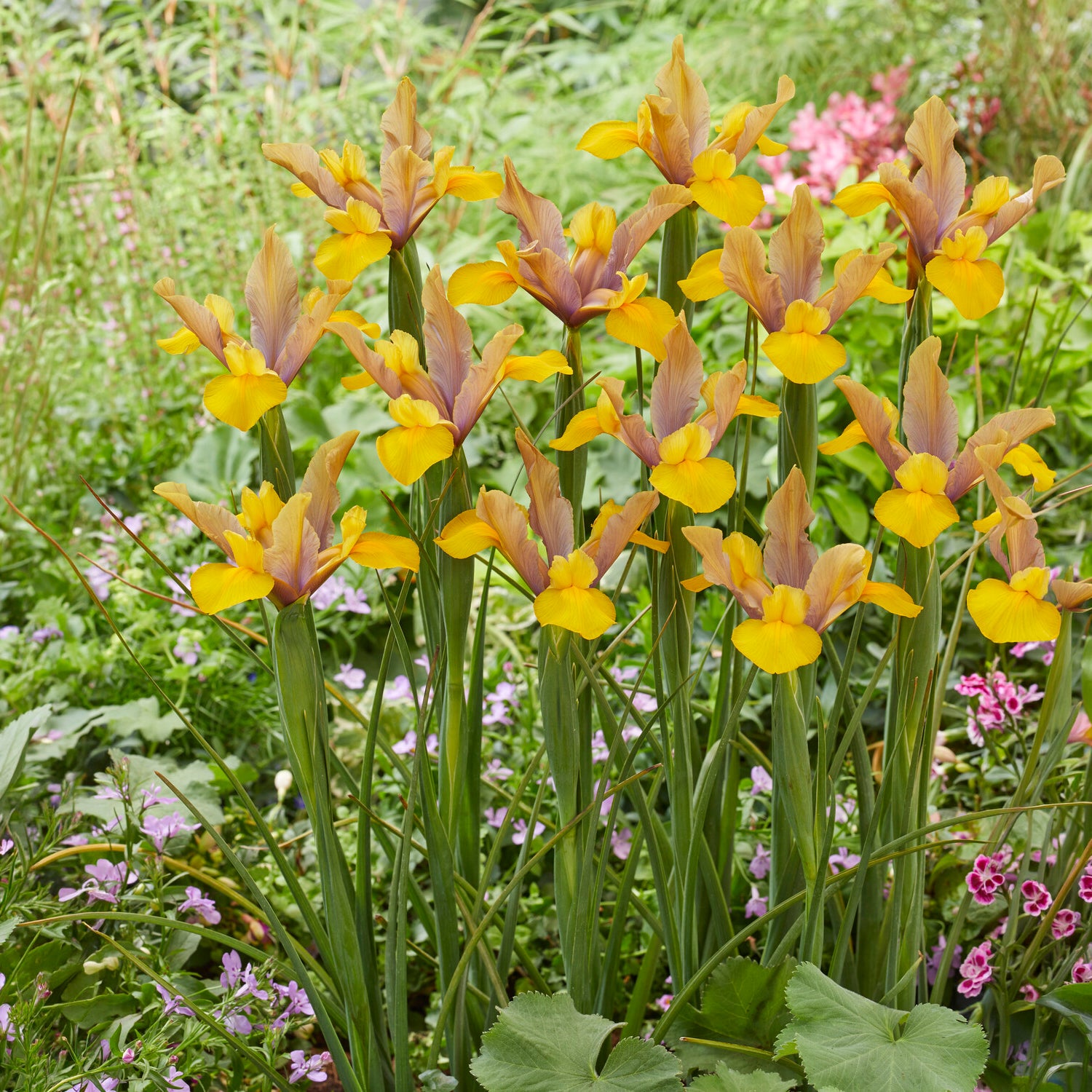 Iris 'Bronze Perfection' (x10) - Willemse