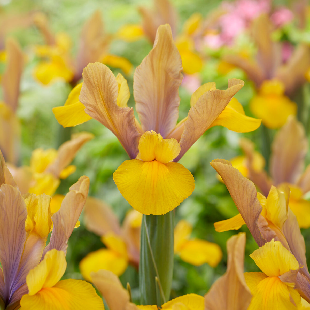 Iris 'Bronze Perfection' (x10) - Iris hollandica bronze perfection - Willemse