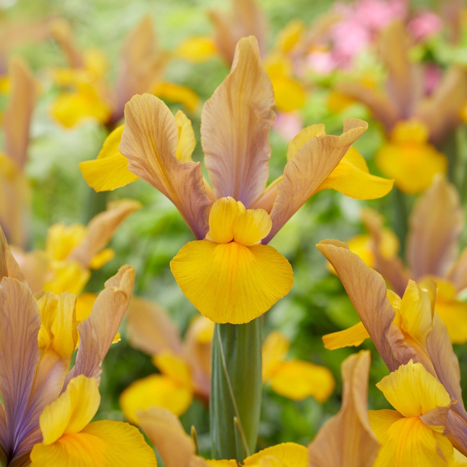 Iris 'Bronze Perfection' (x10) - Iris hollandica bronze perfection - Willemse