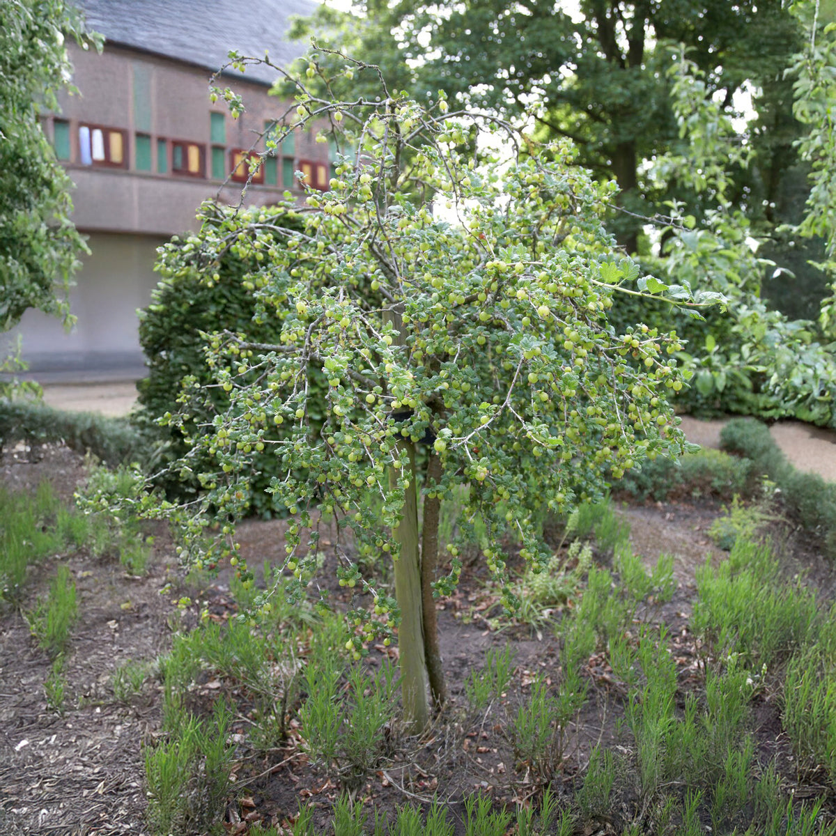 Witte kruisbes op stam - Ribes uva-crispa Hinnonmäki Grün - Willemse