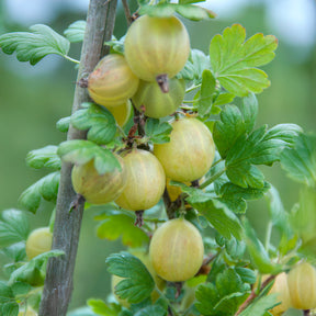 Witte kruisbes op stam - Willemse