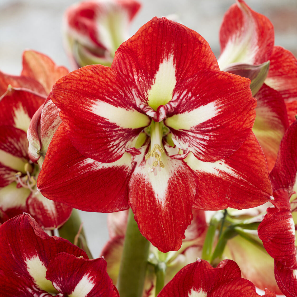Amaryllis 'Barbados' - Willemse