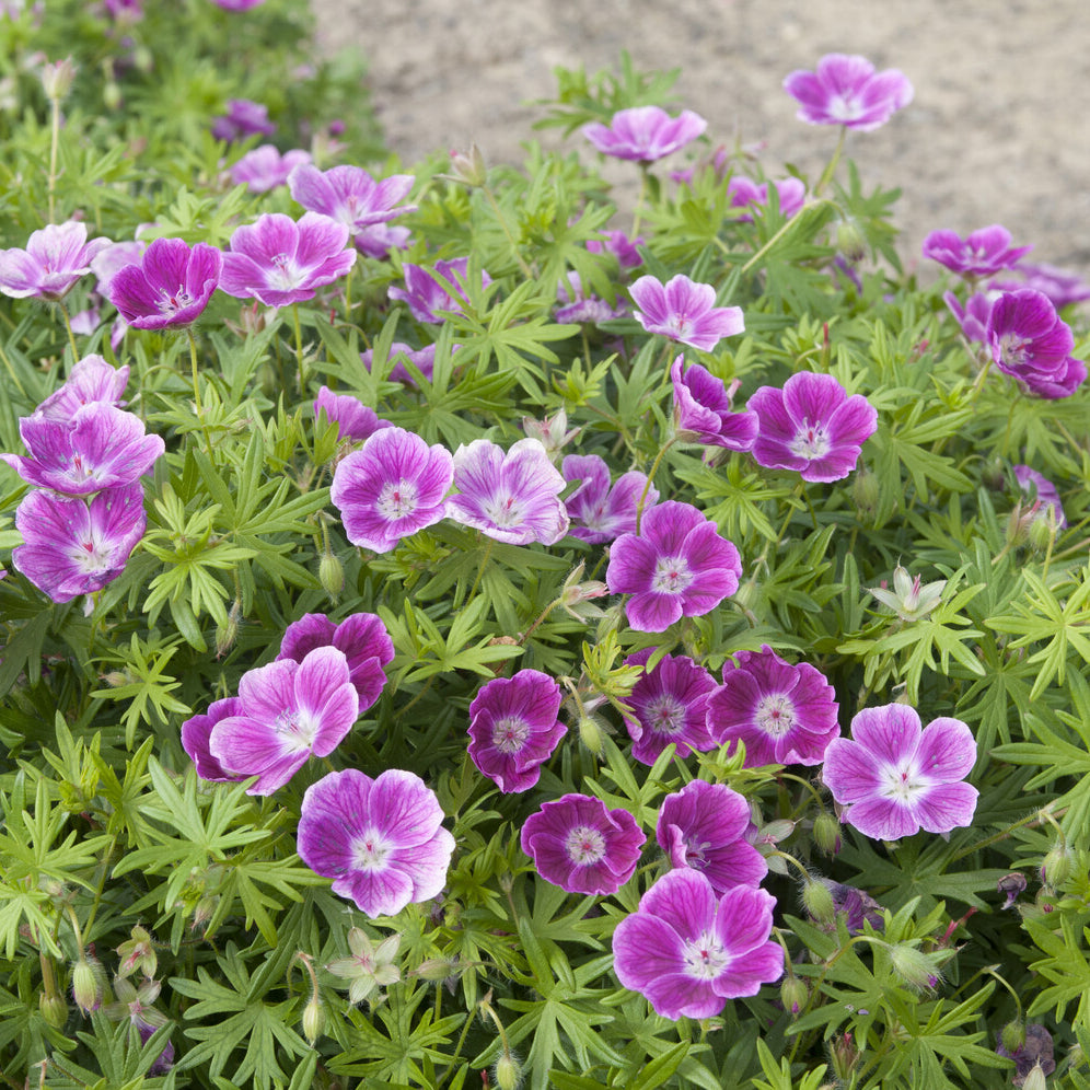 Bloedooievaarsbek 'Elke' - Willemse