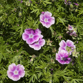 Bloedooievaarsbek 'Elke' - Geranium sanguineum Elke - Willemse