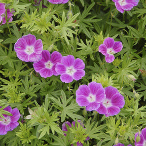 Geranium sanguineum Elke - Bloedooievaarsbek 'Elke' - Geraniums