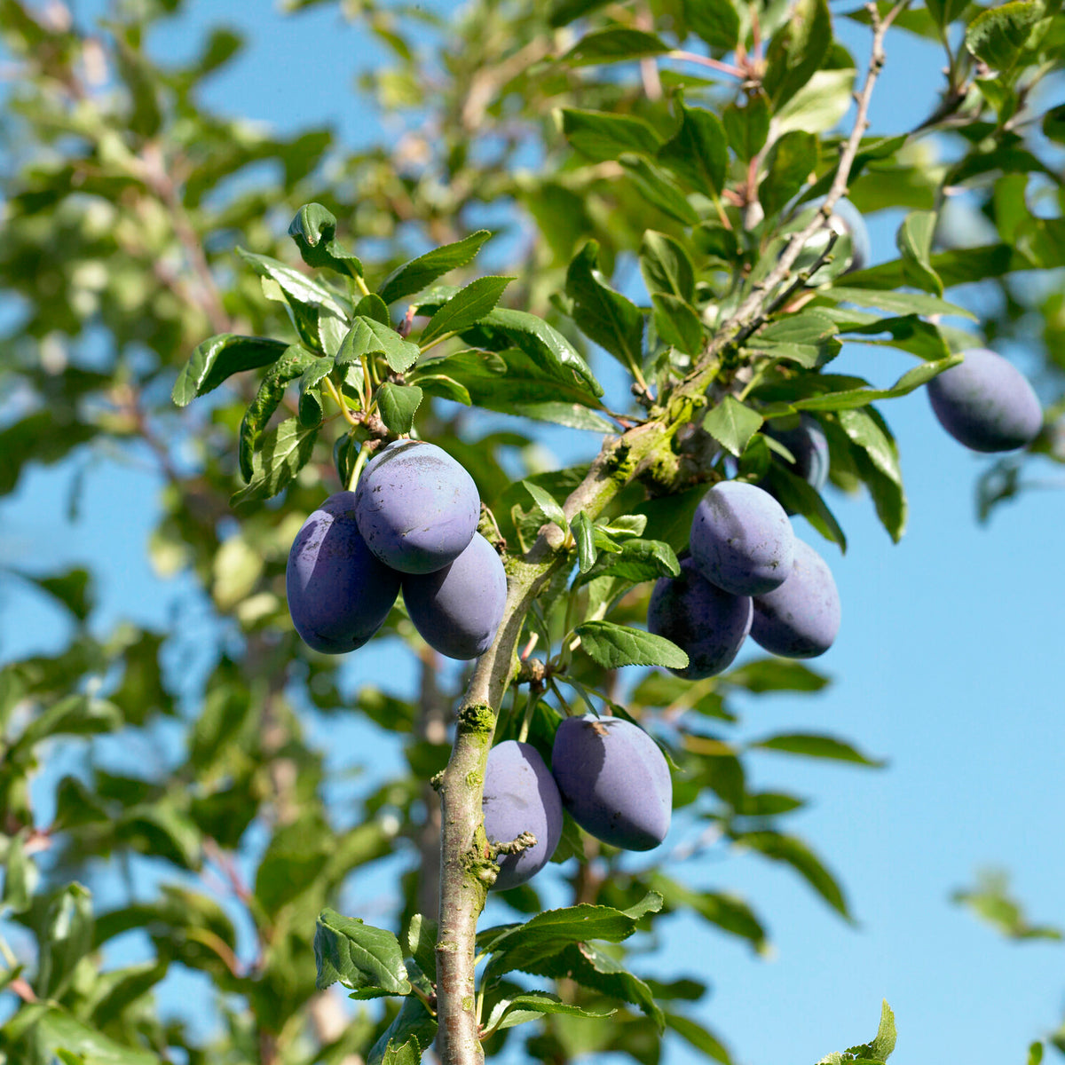 Pruimenboom 'President' - Prunus domestica Président - Willemse