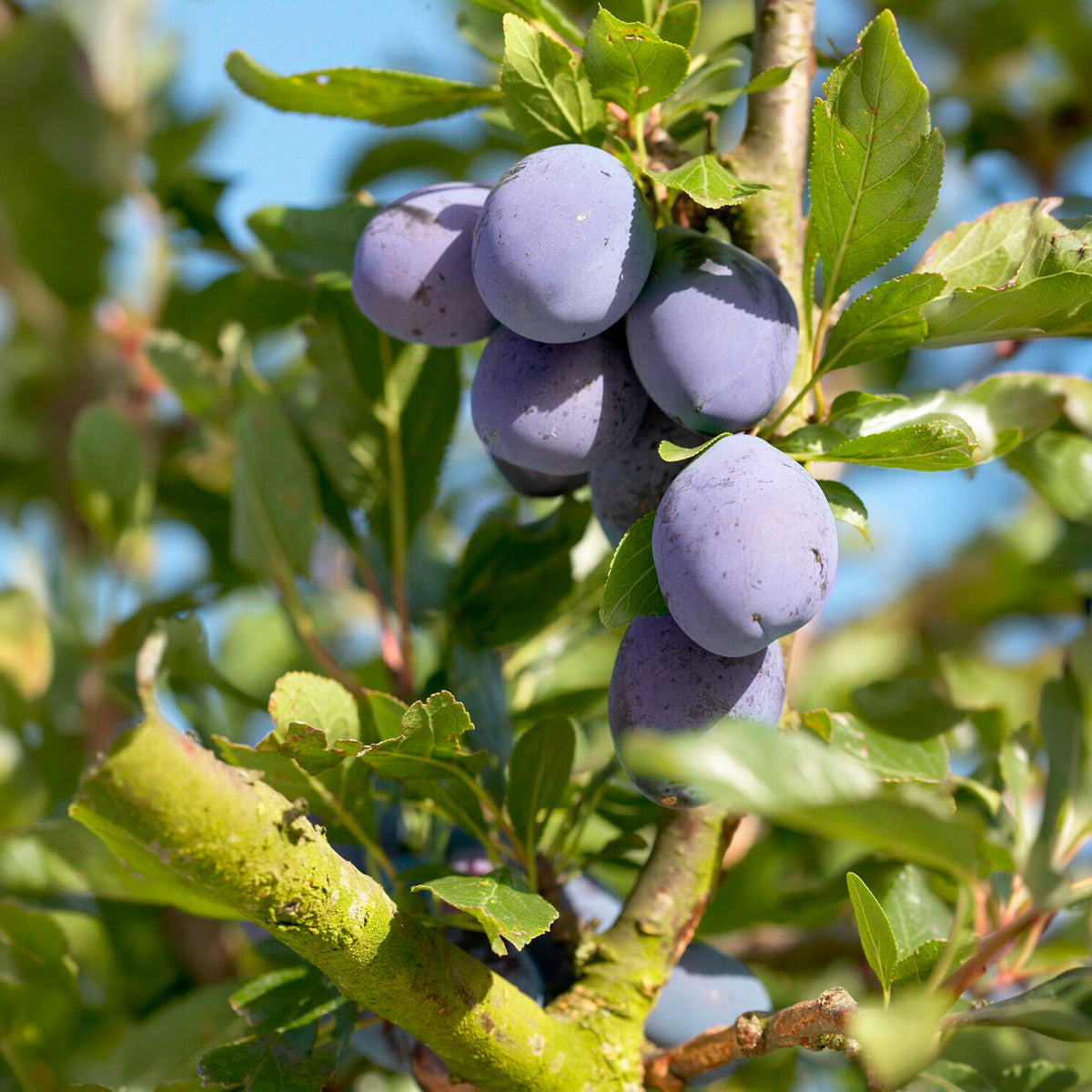 Pruimenboom 'President' - Willemse