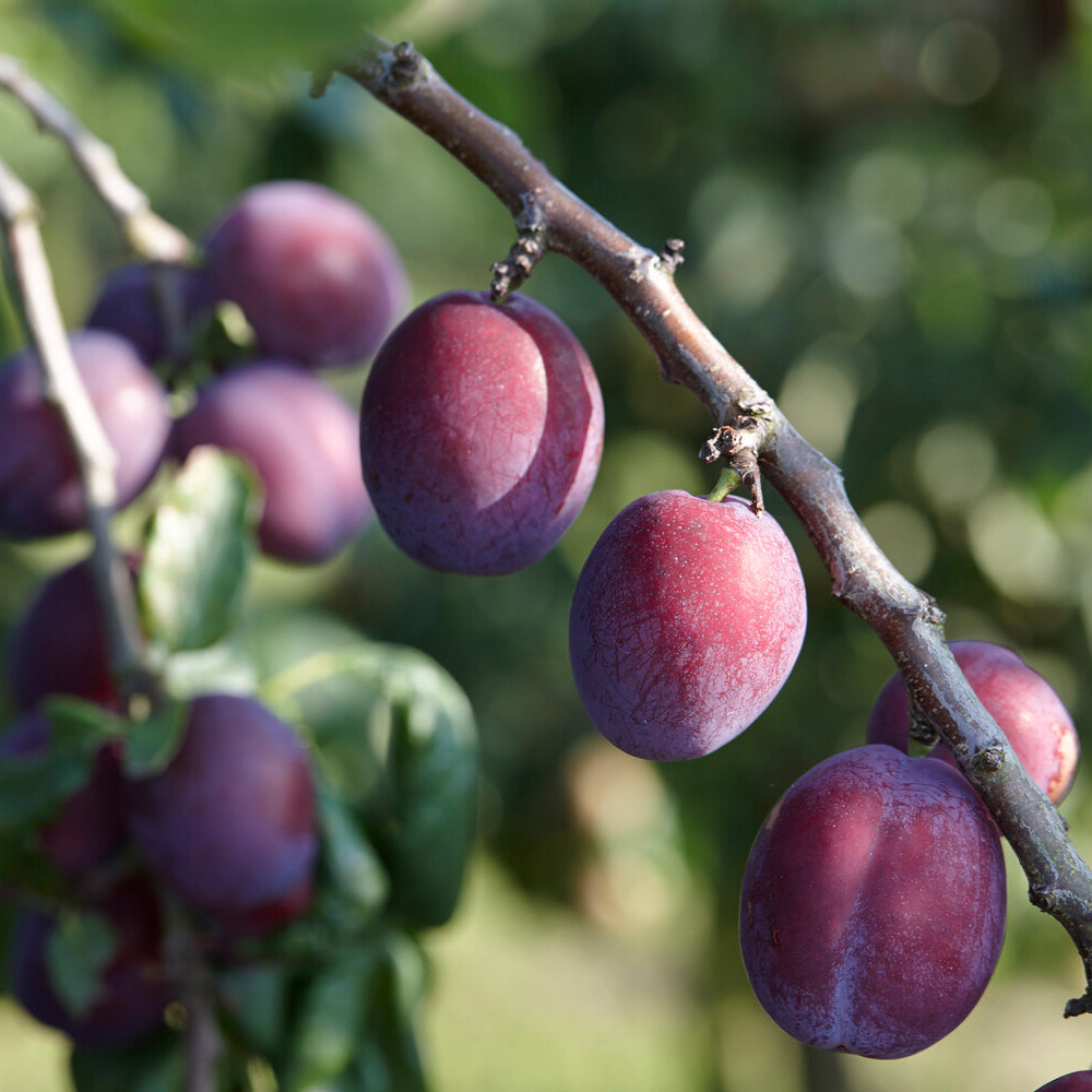 Pruimenboom Reine Claude dAlthan - Prunus domestica Reine Claude d'Althan - Willemse