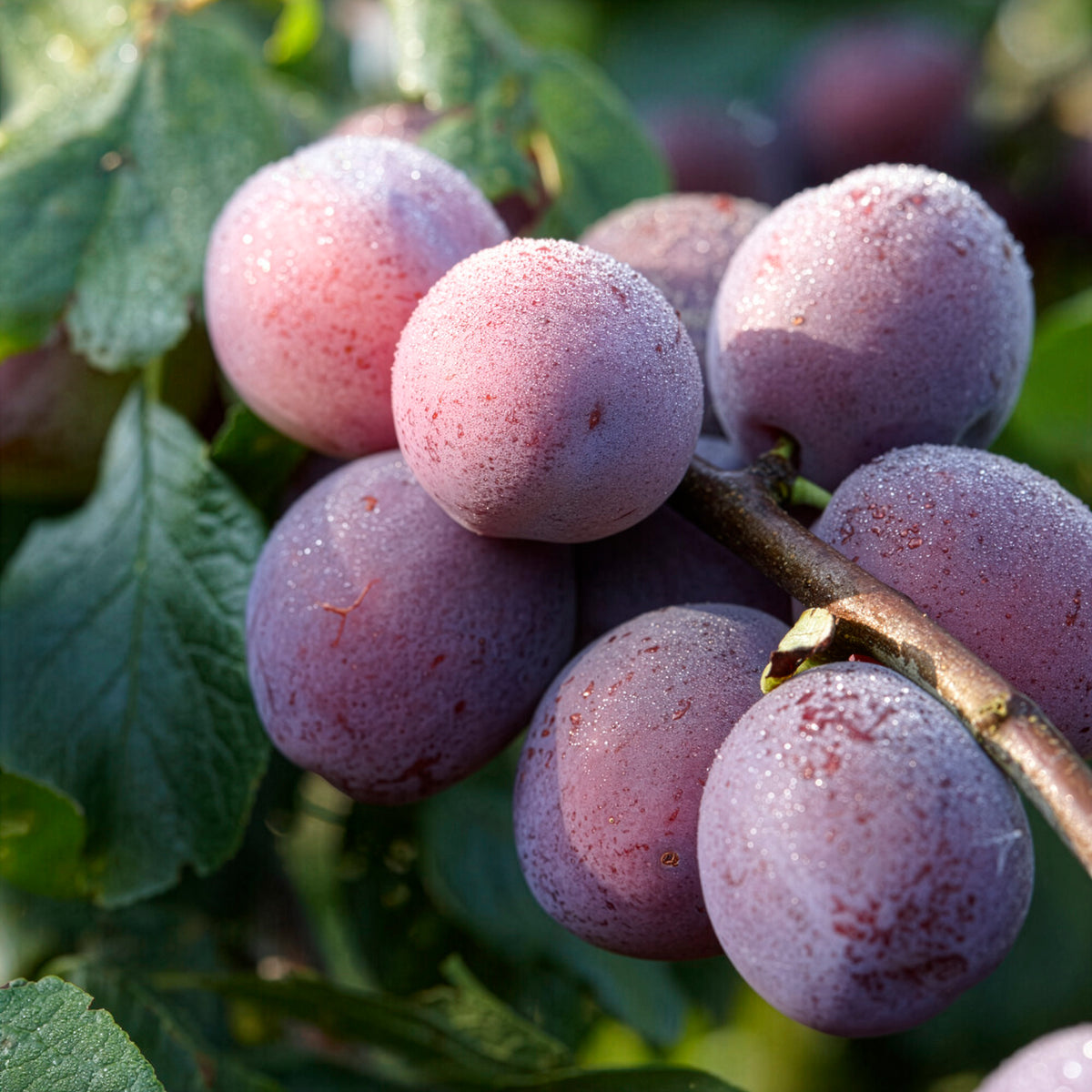 Pruimenboom Reine Claude dAlthan - Willemse