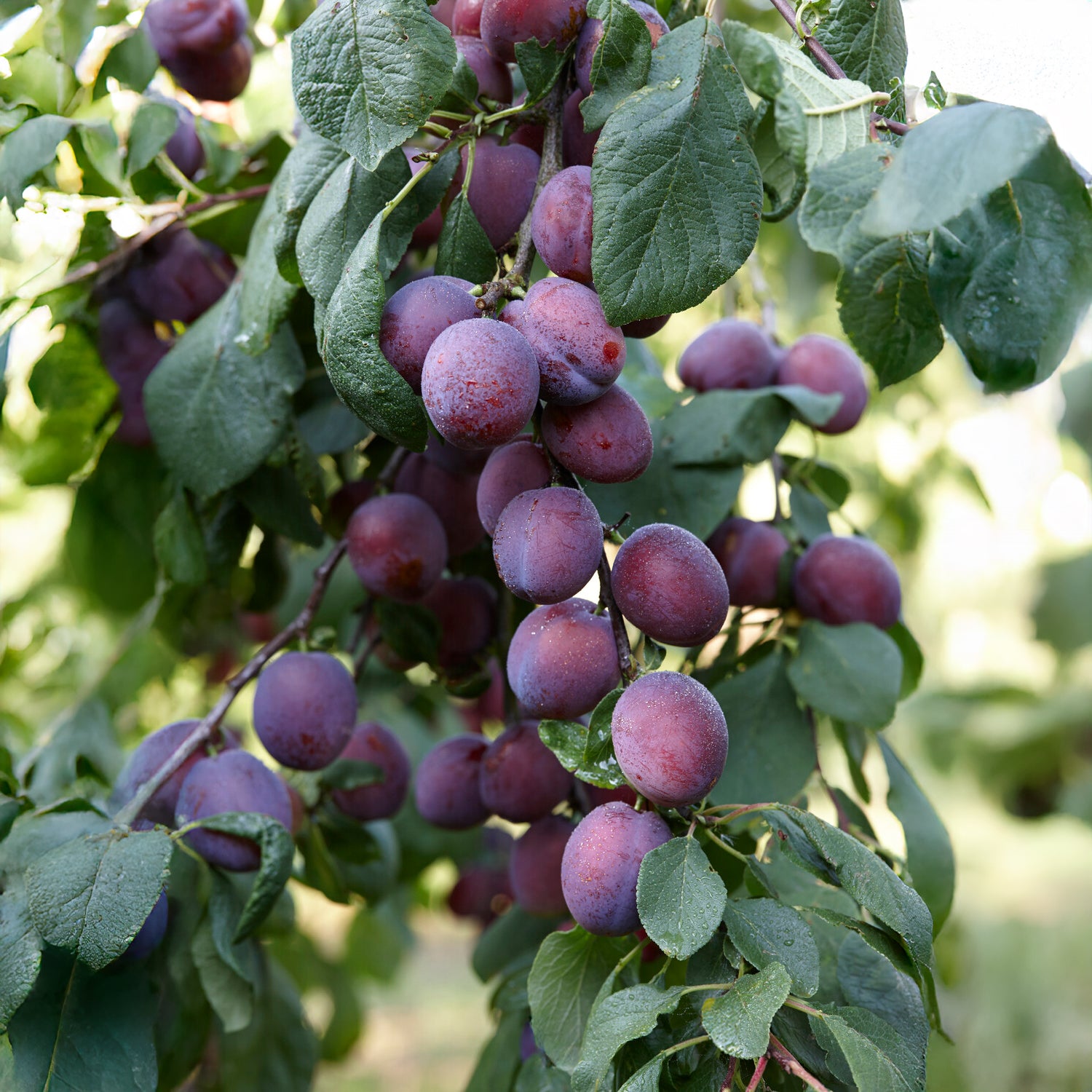 Prunus domestica Reine Claude d'Althan - Pruimenboom Reine Claude dAlthan - Pruimenbomen
