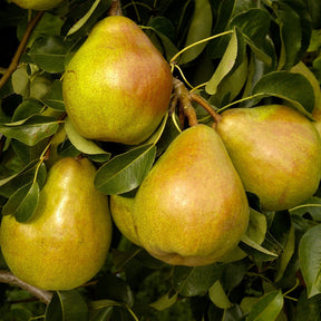 Perenboom 'Doyenné du Comice' - Willemse
