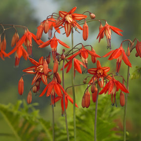 Koraaldruppel (x5) - Willemse