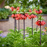 Keizerskroon Rubra - Fritillaria imperialis rubra - Willemse