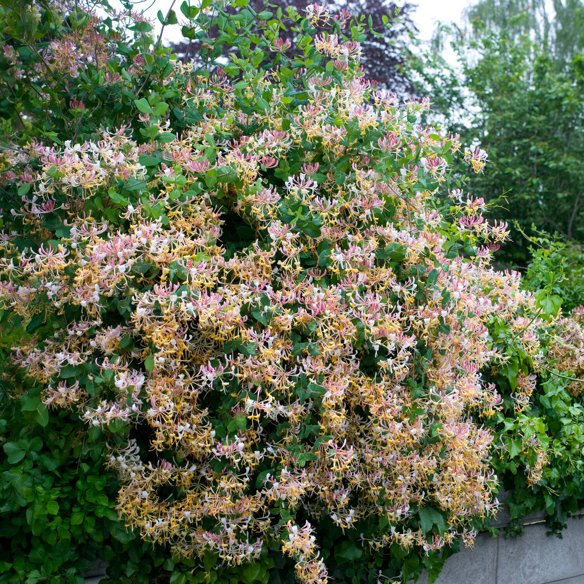 Wilde kamperfoelie 'Serotina' - Lonicera periclymenum serotina - Willemse