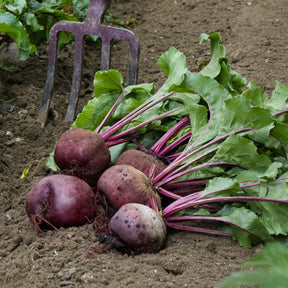 Bieten 'Kogel 5 Loki' - Willemse