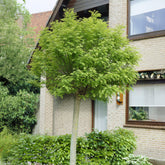 Robinia op stam - Willemse