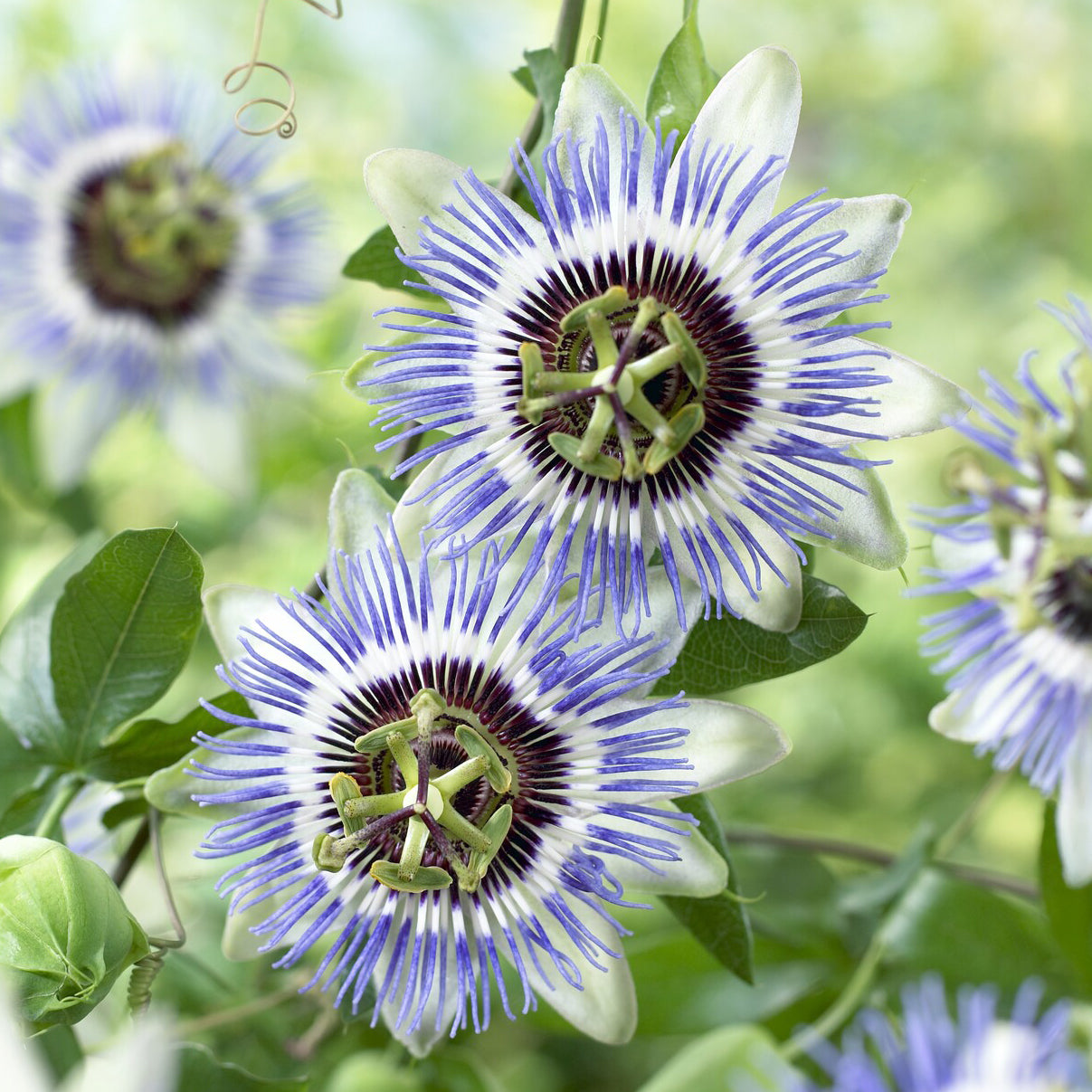 Passiebloem Clear Sky - Passiflora caerulea Clear Sky - Willemse