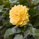 Rosa bahama ® intercomham - Eilandroos Bahama ® Intercomham - Geurende rozen