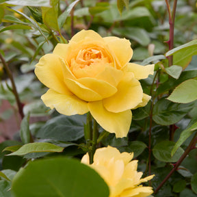 Eilandroos Bahama ® Intercomham - Rosa bahama ® intercomham - Willemse