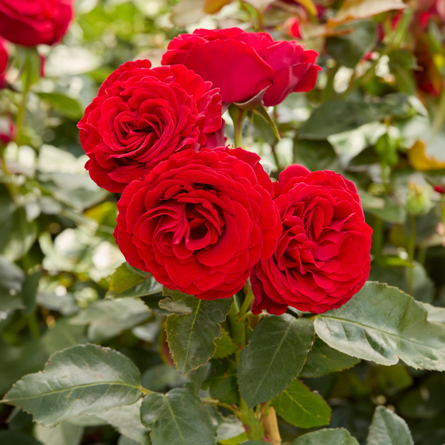 Roos 'Dominica® Intercomdoor' - Rosa dominica ® intercomdoor - Willemse
