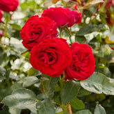 Roos 'Dominica® Intercomdoor' - Rosa dominica ® intercomdoor - Willemse