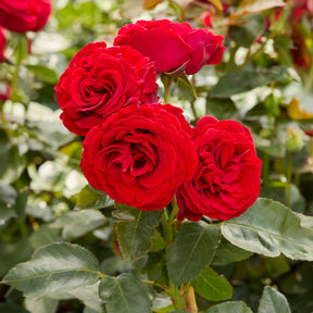 Roos 'Dominica® Intercomdoor' - Rosa dominica ® intercomdoor - Willemse