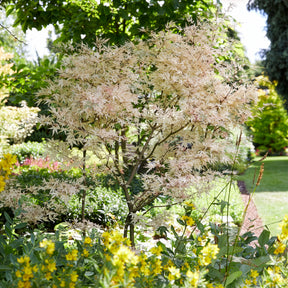 Acer palmatum Taylor - Japanse esdoorn 'Taylor' - Japanse esdoorn