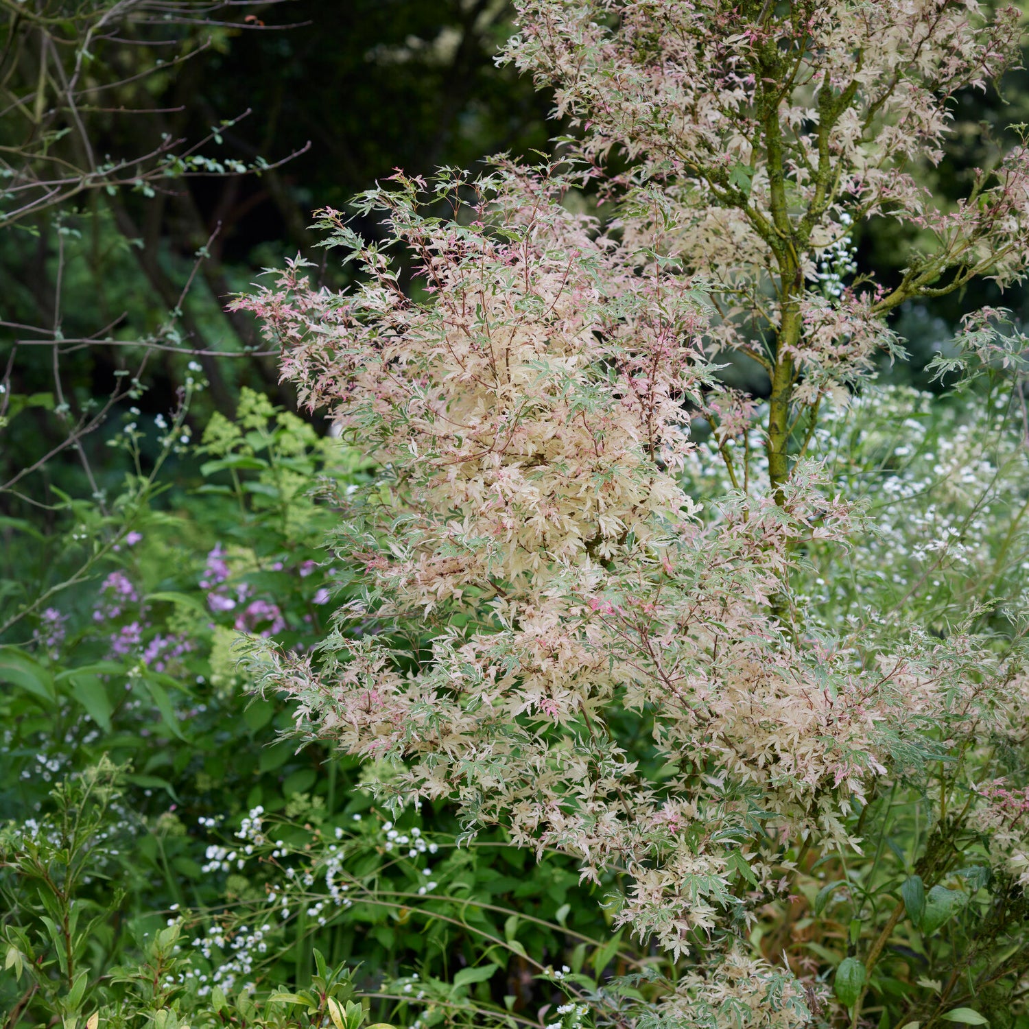 Japanse esdoorn 'Taylor' - Acer palmatum Taylor - Willemse