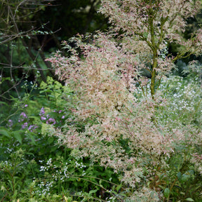 Japanse esdoorn 'Taylor' - Acer palmatum Taylor - Willemse