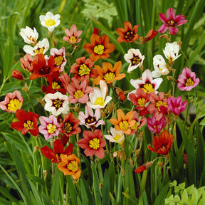 Zigeunerbloem - tricolor (x25) - Sparaxis tricolor - Willemse