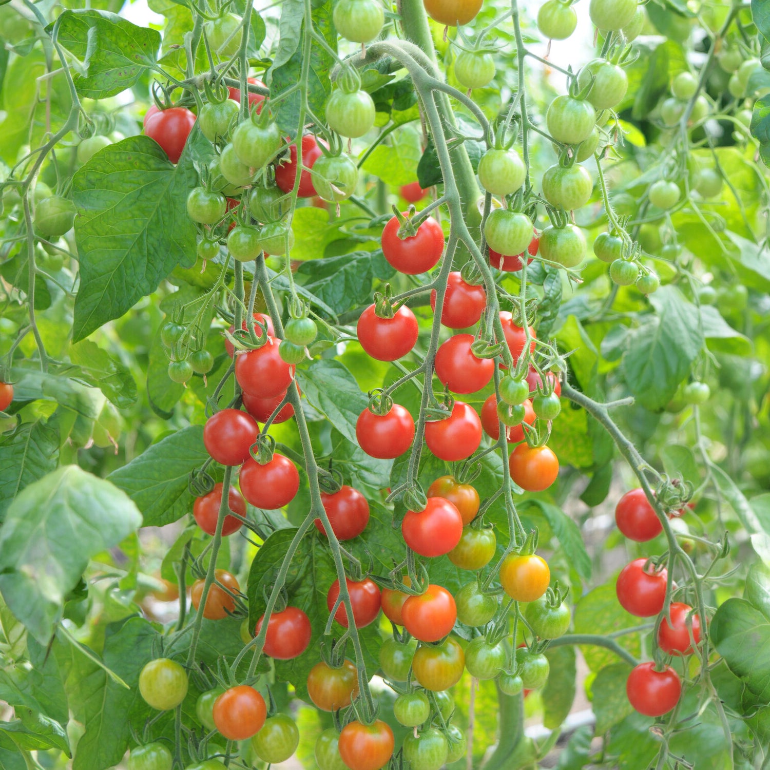 Tomaat 'Supersweet 100' - Solanum lycopersicum supersweet 100 - Willemse