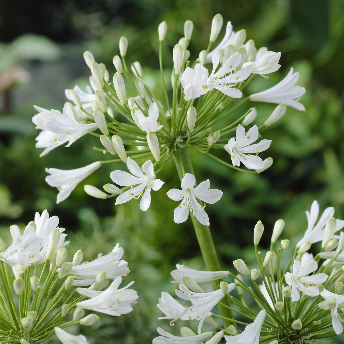 Afrikaanse lelie 'Polar Ice' - Willemse