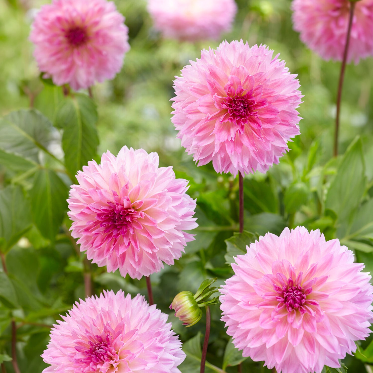 Dahlia 'Sakura Fubuki' (x3) - Willemse