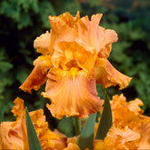 Baardiris 'Depth of Field' (x2) - Willemse