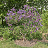 Sering 'Sensation' - Syringa vulgaris sensation - Willemse