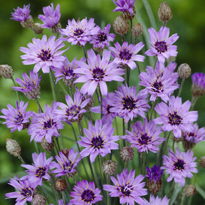Blauwe strobloem - Catananche caerulea - Willemse