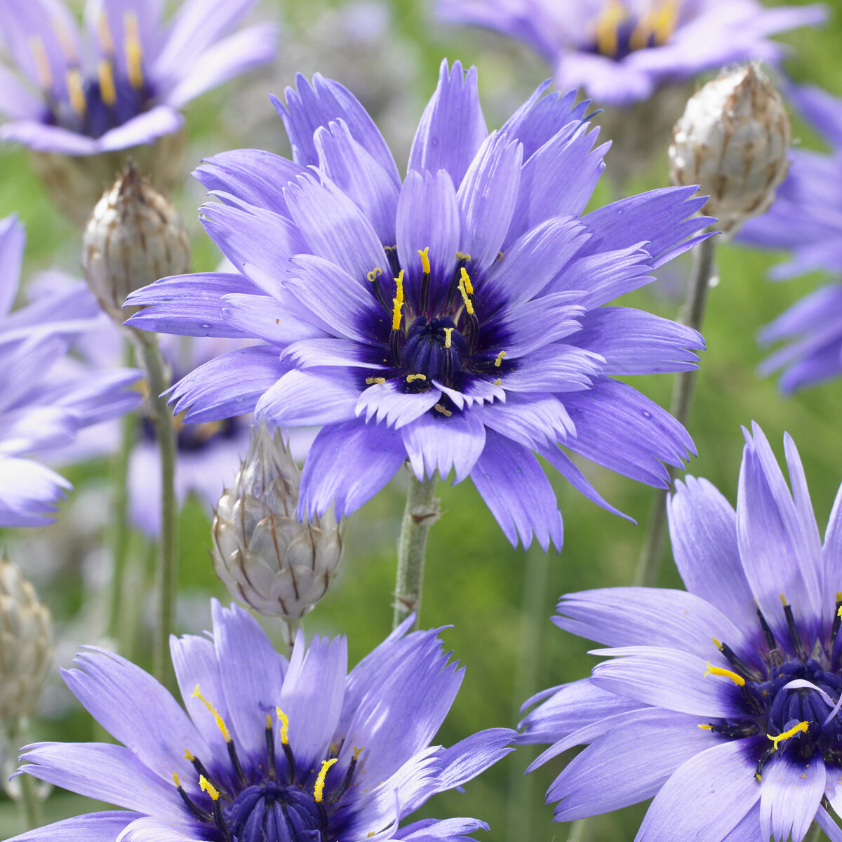Bloeiende vaste planten - Blauwe strobloem - Catananche caerulea