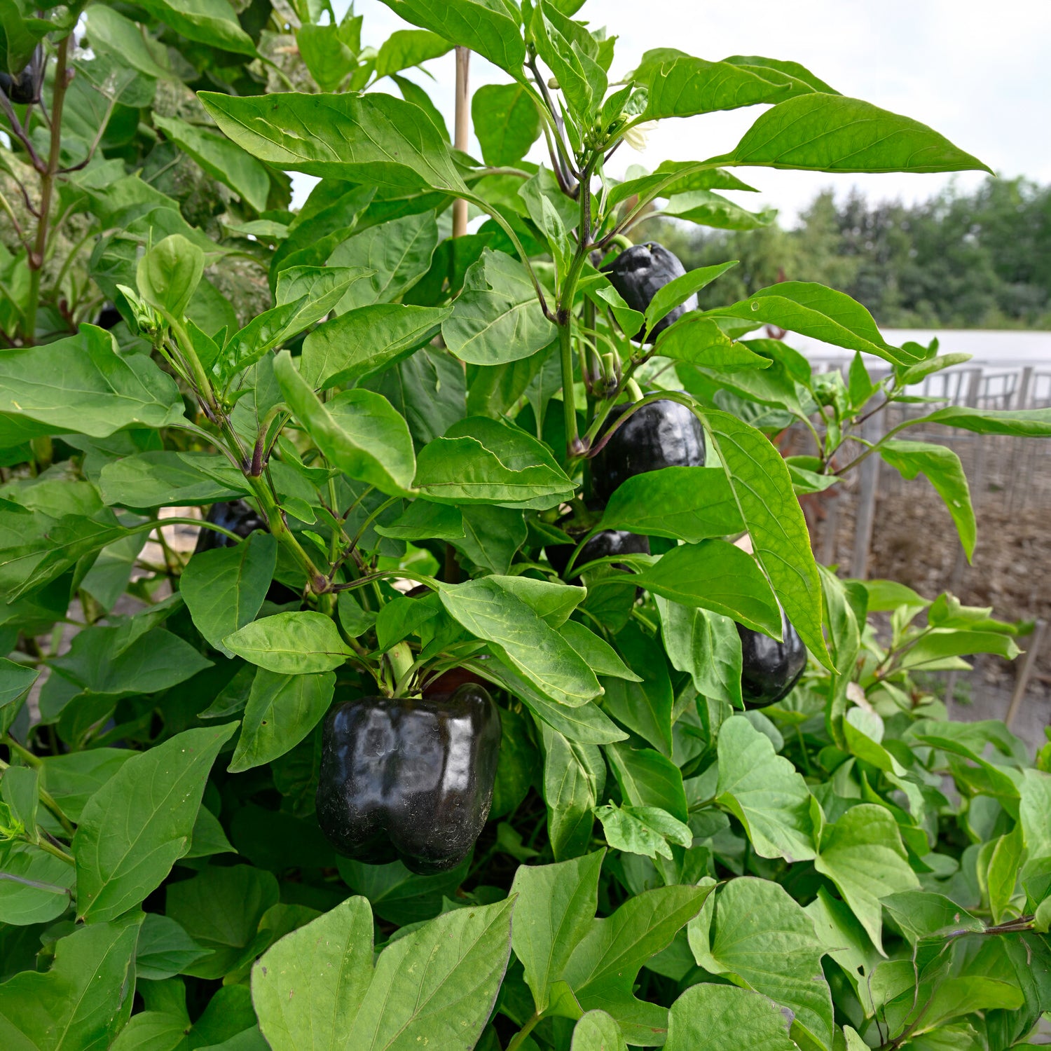Paprika 'Bellania' - Capsicum anuum bellania - Willemse