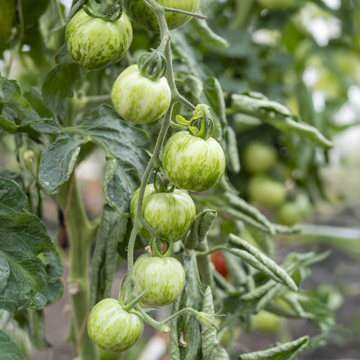 Tomaatplanten 'Green Zebra' - Willemse
