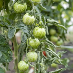 Tomaatplanten 'Green Zebra' - Willemse