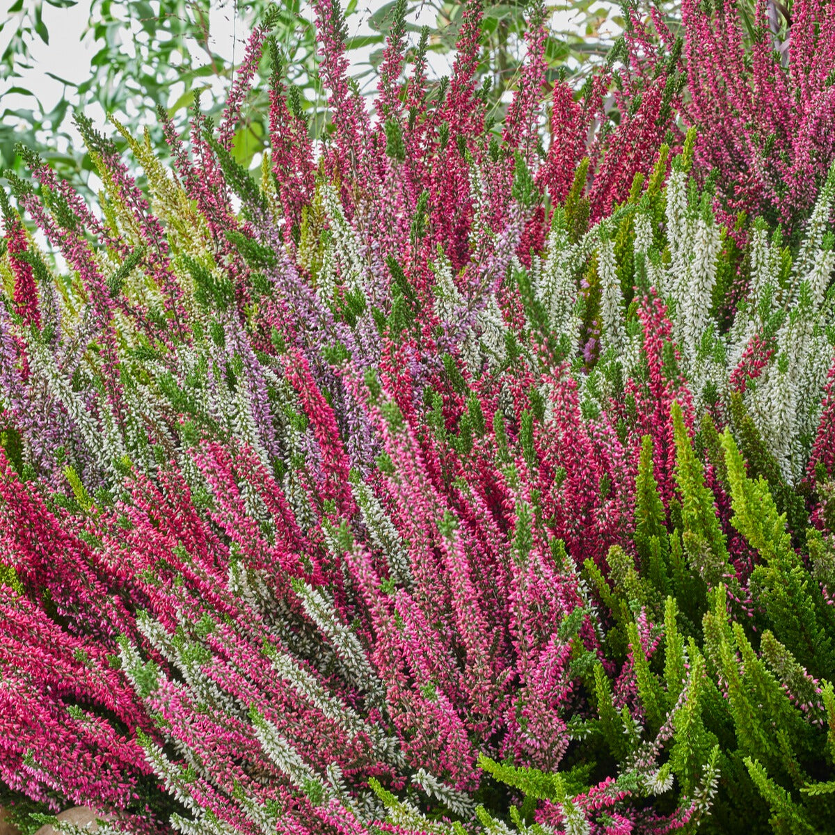 Struikheide - rood + wit + roze (x3) - Calluna vulgaris - Willemse