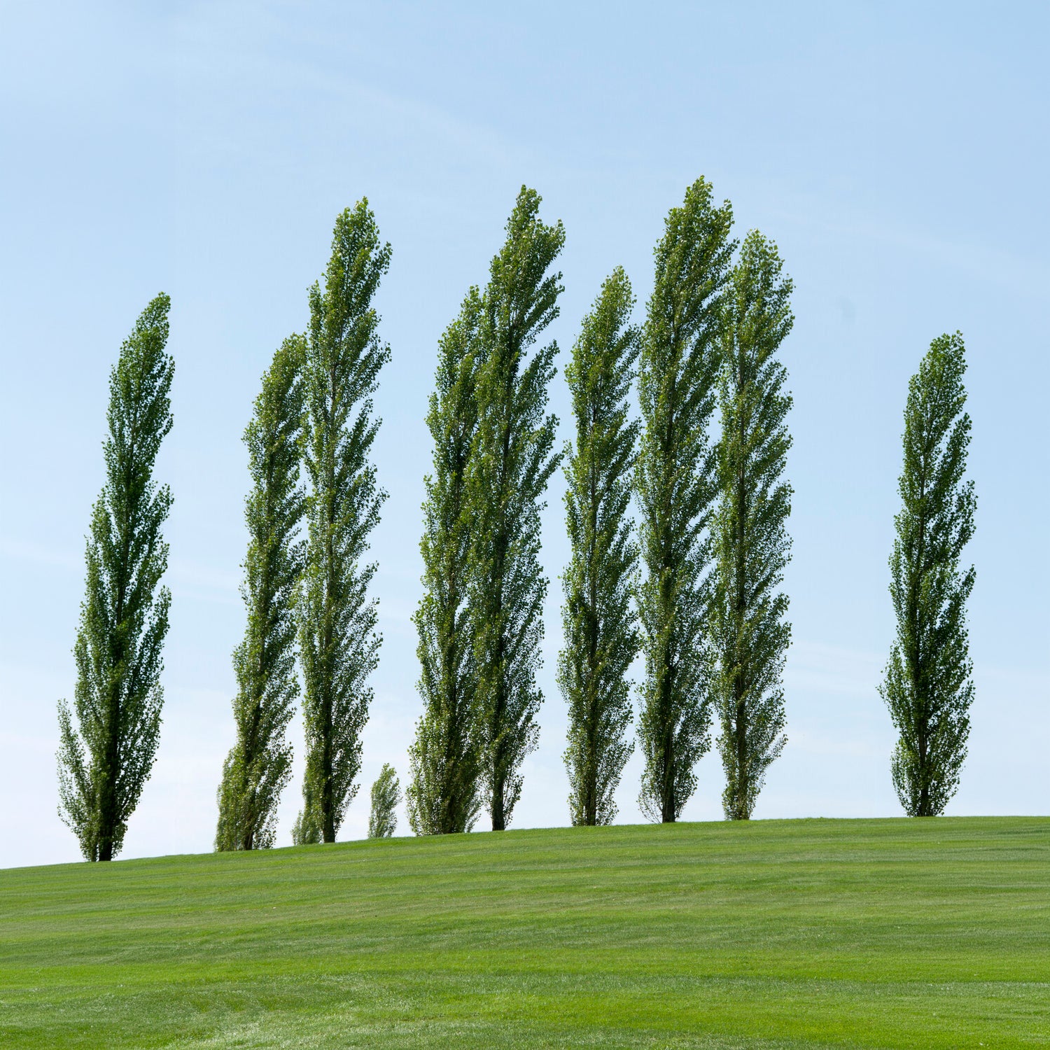 Italiaanse populier 'Italica' (x10) - Populus nigra italica - Willemse