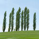 Italiaanse populier 'Italica' (x10) - Populus nigra italica - Willemse