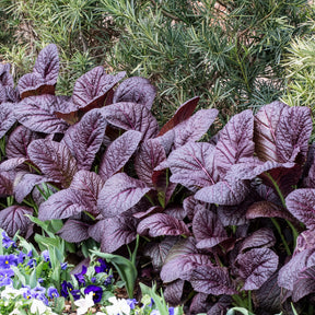 Bladkool 'Red Giant' - BIO - Brassica juncea integrifolia red giant - Willemse